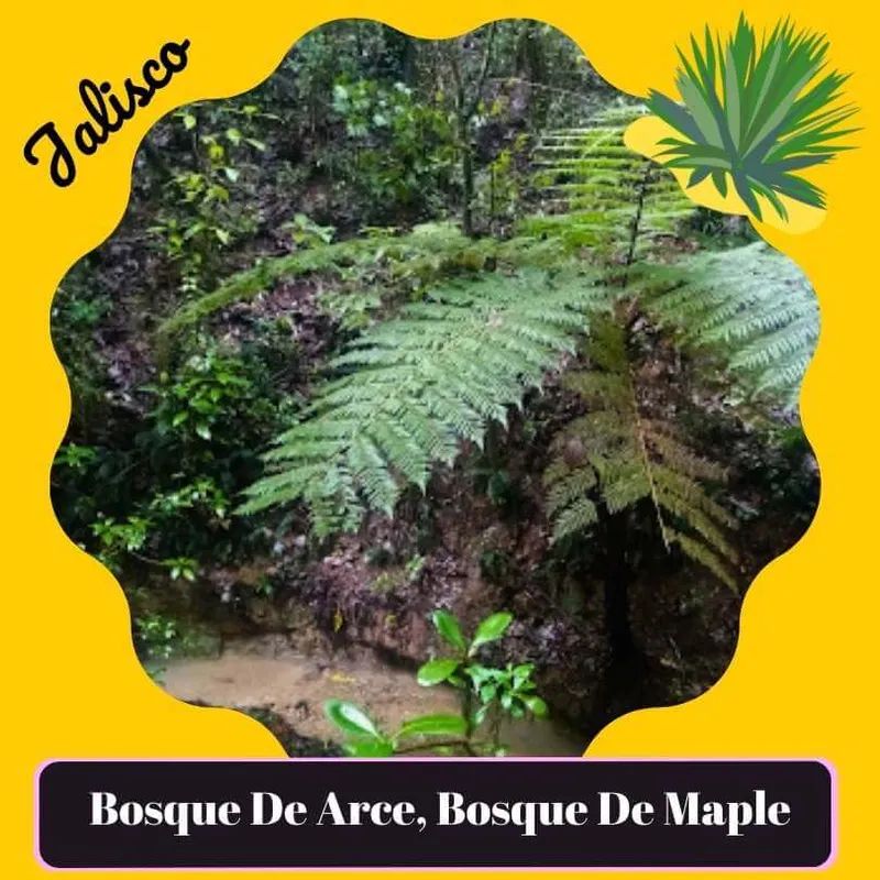 bosque de arce bosque de maple jalisco