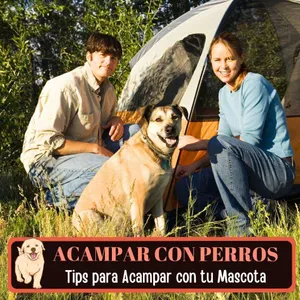 Imagen de Acampar con Perros: 10 Tips para disfrutar la naturaleza con tu mascota