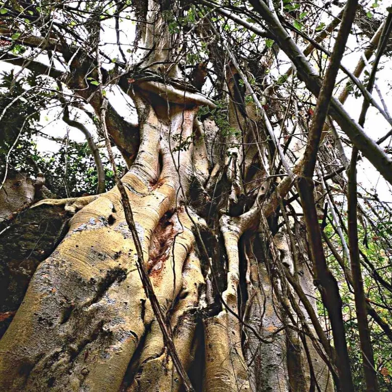 amate en selva baja caducifolia