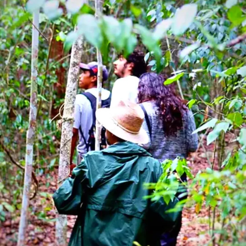 Imagen de sendero en reserva de calakmul