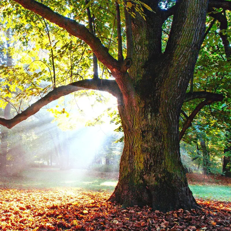 ejemplo de arbol de roble