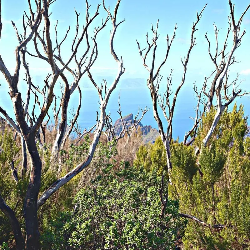 bosque seco