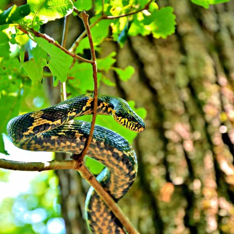 fauna silvestre vibora