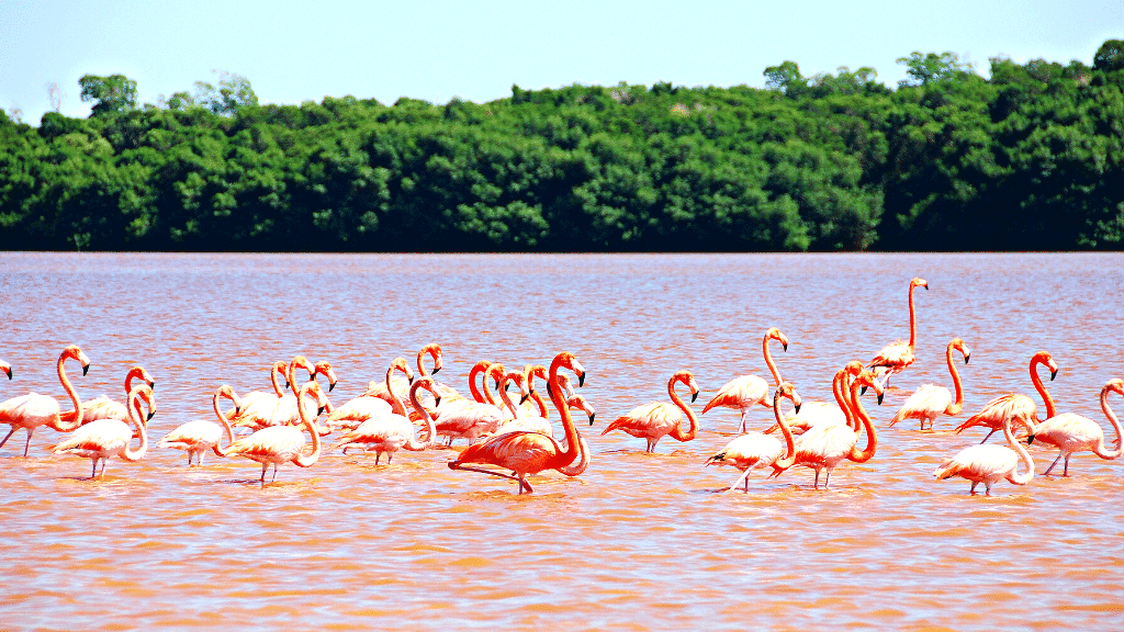 imagen rio lagartos con flamingos en yucatan