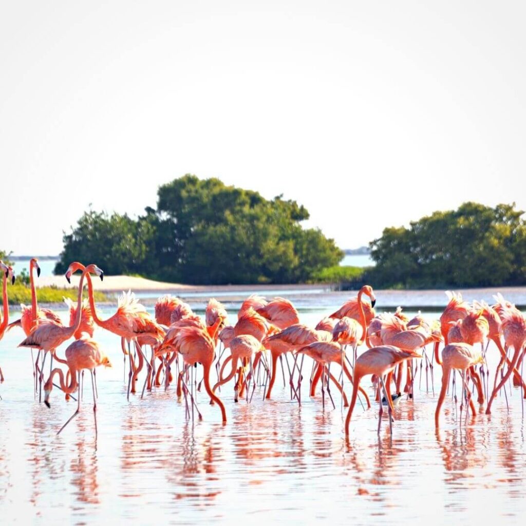 flamingos en rio lagartos
