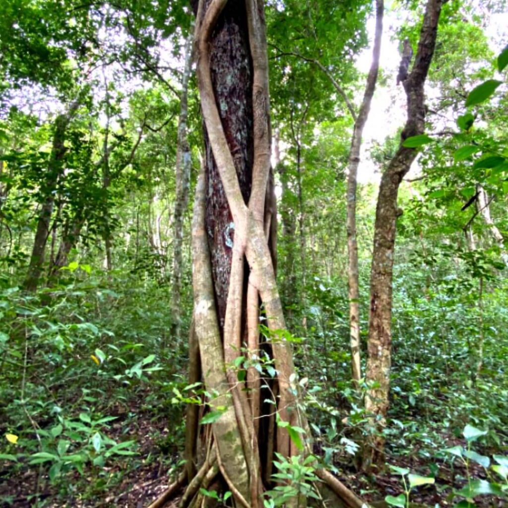 ruta de senderismo selva calakmul en campeche 