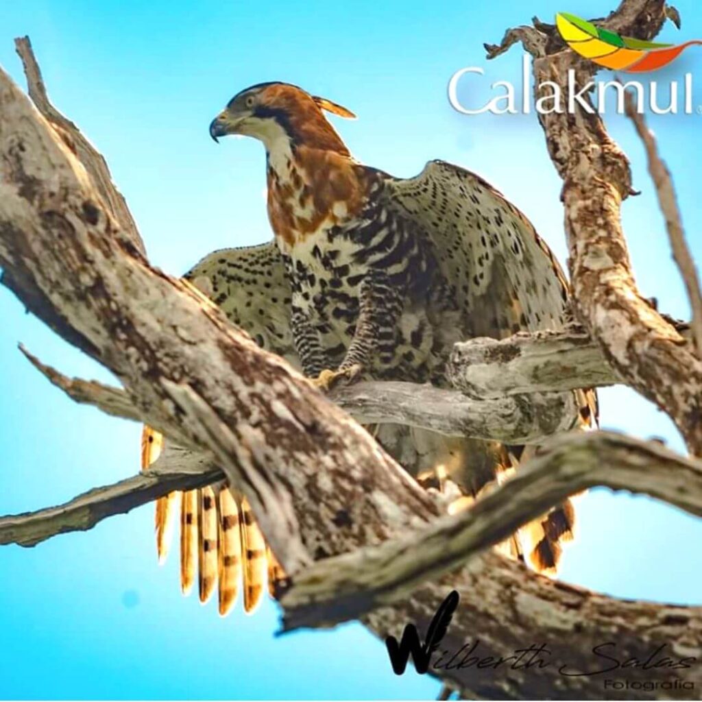 imagen de águila en sendero del proyecto comunitario llamado visit calakmul en campeche