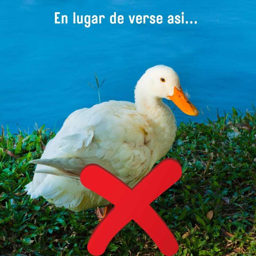 pato real