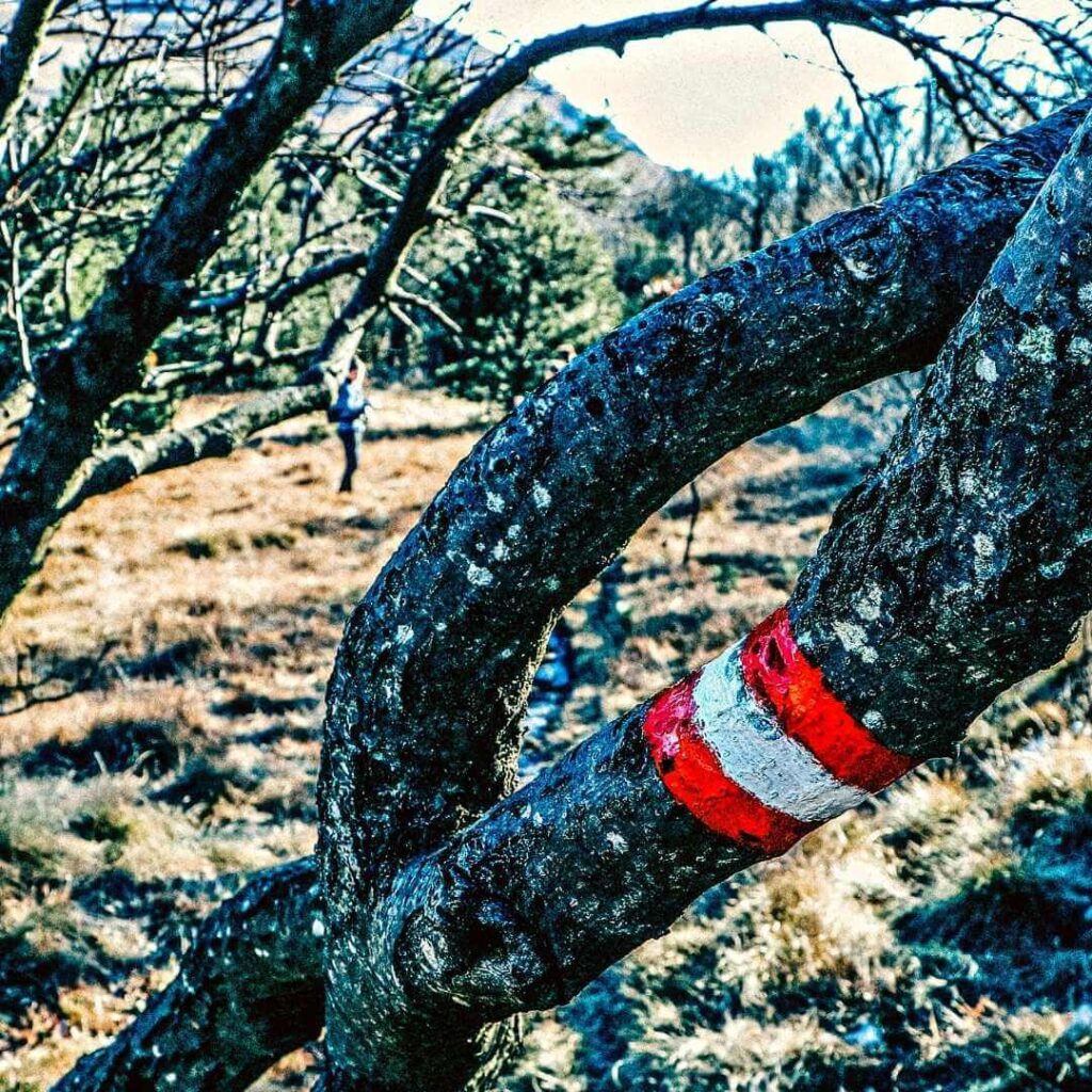 marcaje de sendero con pintura en árbol