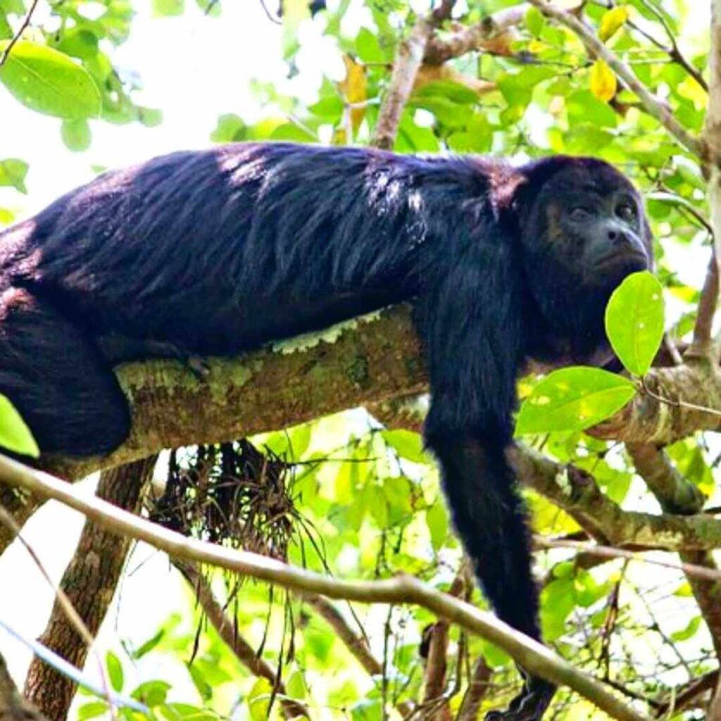 mono acostado del tour senderismo en selva maya tulum